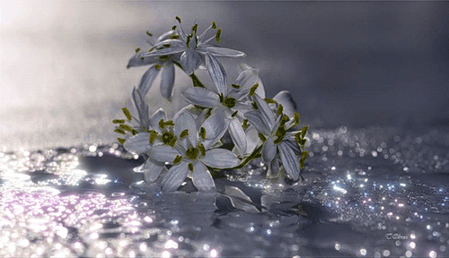 Fleurs deuil lys